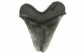 Fossil Megalodon Tooth - Feeding Worn Tip #186043-2